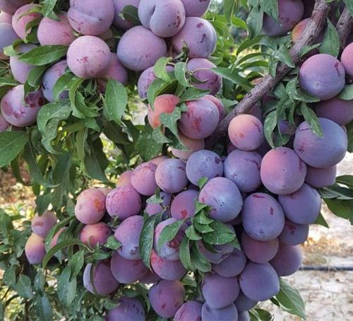 نهال آلو شابلون