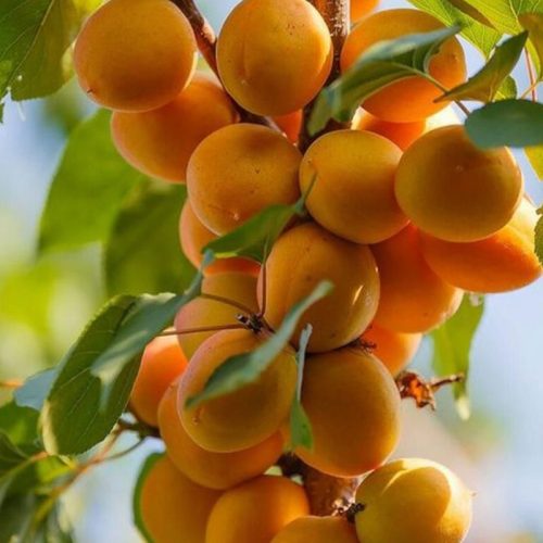 نهال زردآلو نصیری