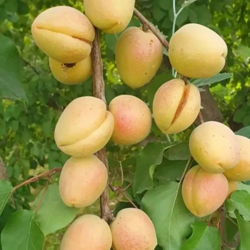 نهال زرد آلو عسگرآباد دیررس