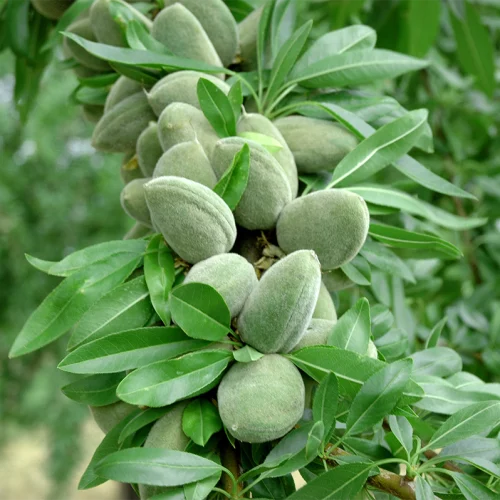 نهال بادام آذر