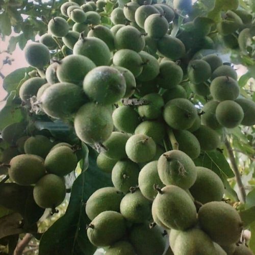 نهال گردو ژنوتیپ برتر (زودبازده و دیرگل)