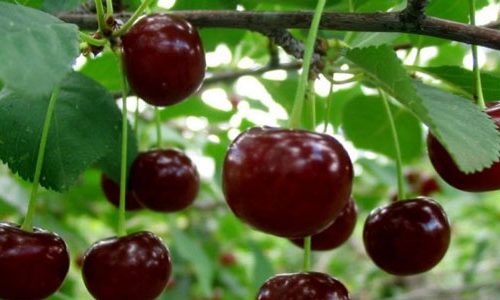 نهال آلبالو مجارستانی