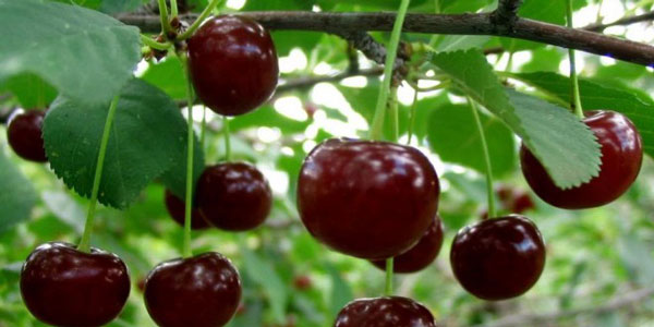 نهال آلبالو مجارستانی