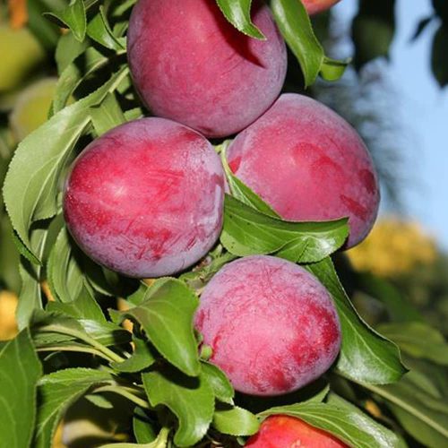 نهال آلو سانتروزا سانتریزه