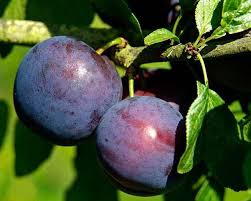 نهال آلو شابلون میان رس