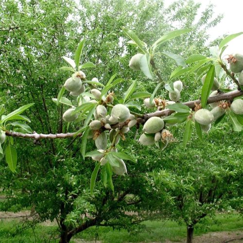 نهال بادام سنگی