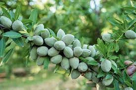 نهال بادام سوپر نوا