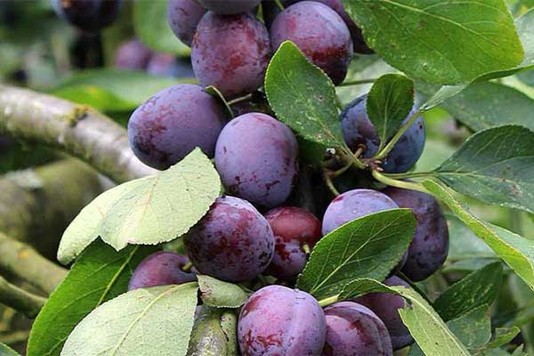 نهال آلو سیاه