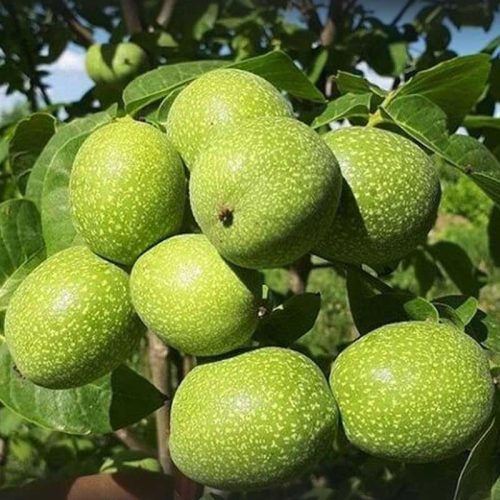 نهال گردو فرنت