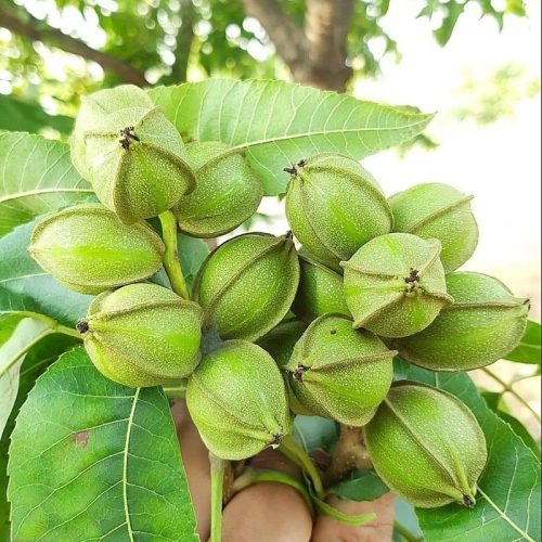 نهال گردو پکان آمریکایی