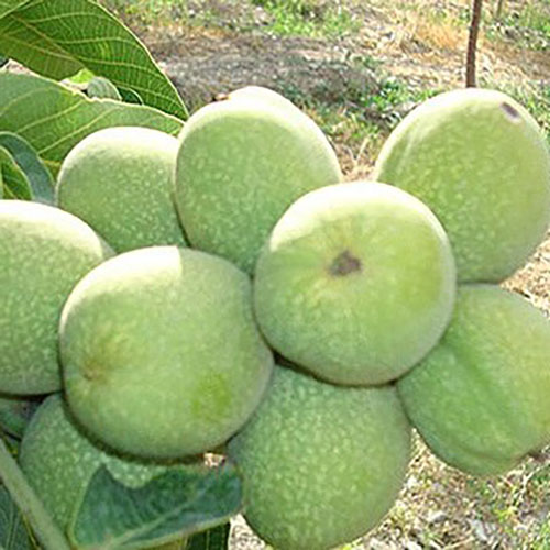 نهال گردو کاغذی