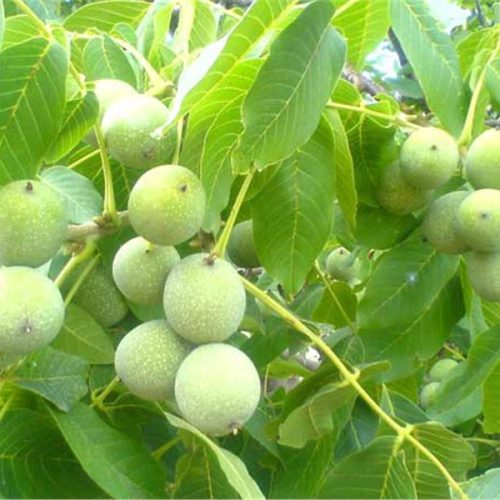 نهال گردو تویسرکان