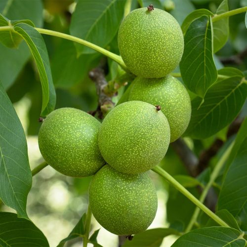 نهال گردو دماوند