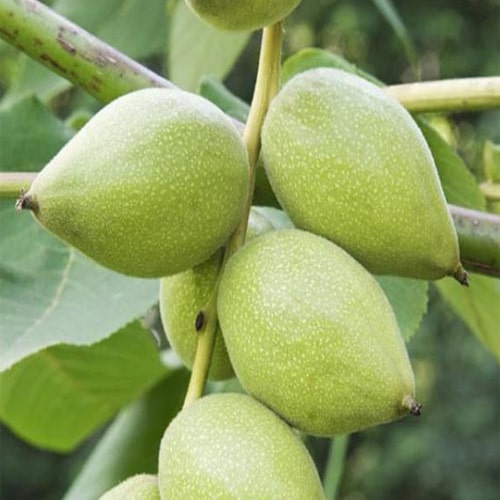 نهال گردو لارا