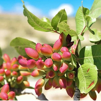 انتخاب بهترین نهال برای مناطق سردسیر و گرمسیر