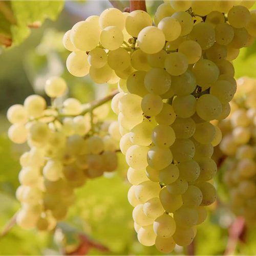 نهال انگور کشمشی بیدانه