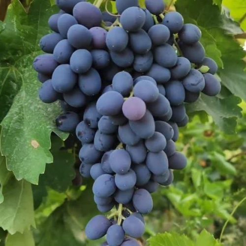 نهال انگور بلک سیدلس