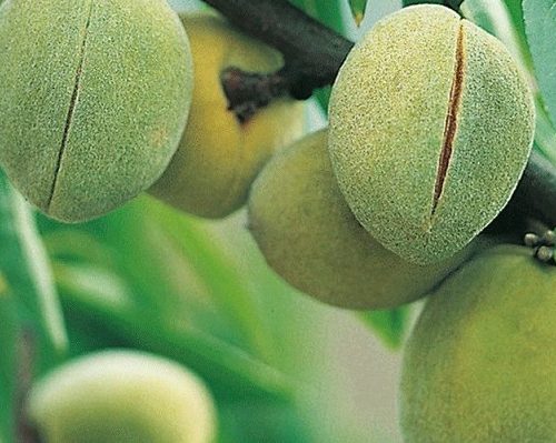 نهال بادام پسته ای