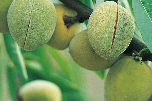 نهال بادام پسته ای