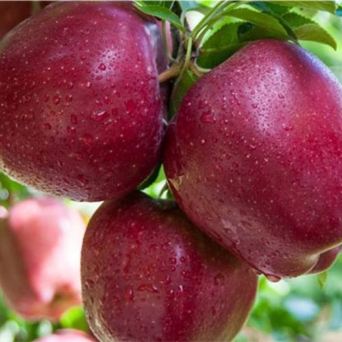 نهال سیب استارکینگ