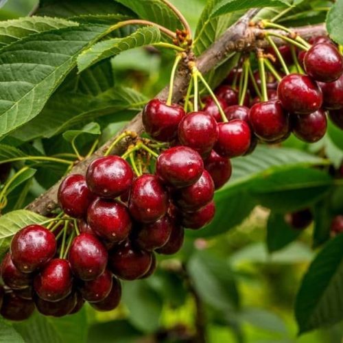 نهال البالو محلی