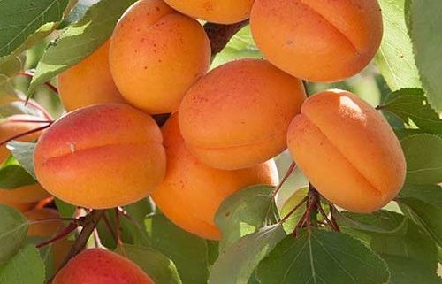 زردالو تخم مرغی