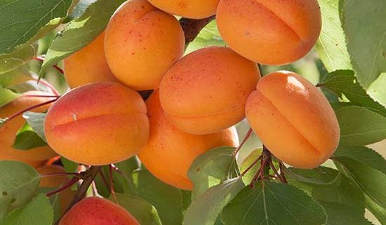 زردالو تخم مرغی