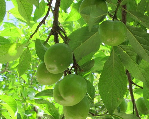 نهال گوجه سبز سردرودی