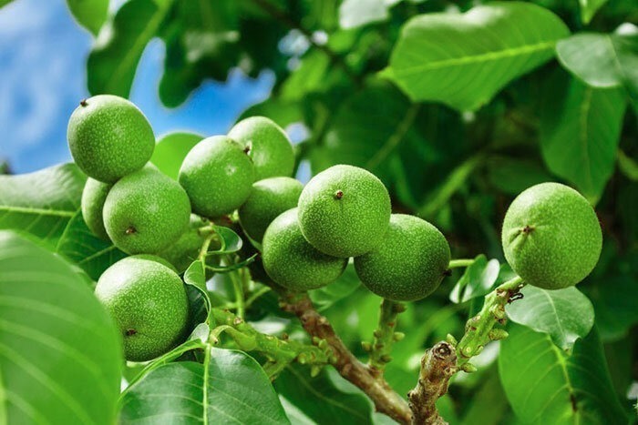 نهال گردو ژنوتیپ9