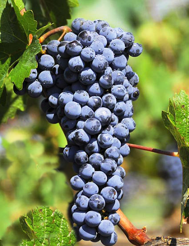 نهال انگور شرابی