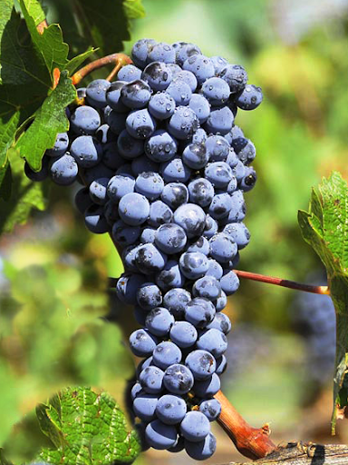 نهال انگور شرابی