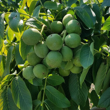 گردو ژنوتیپ 7