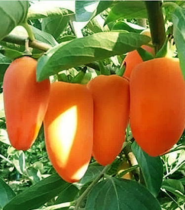 نهال خرمالو موزی