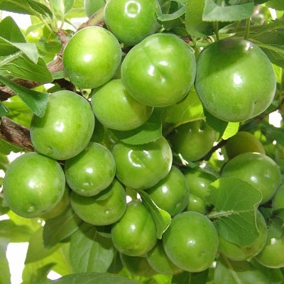 نهال گوجه سبز برغان