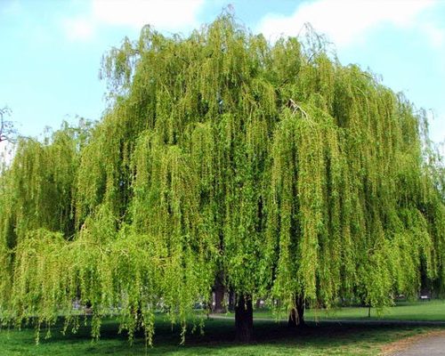 نهال بید مجنون