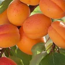 نهال زرد الو شاهرودی