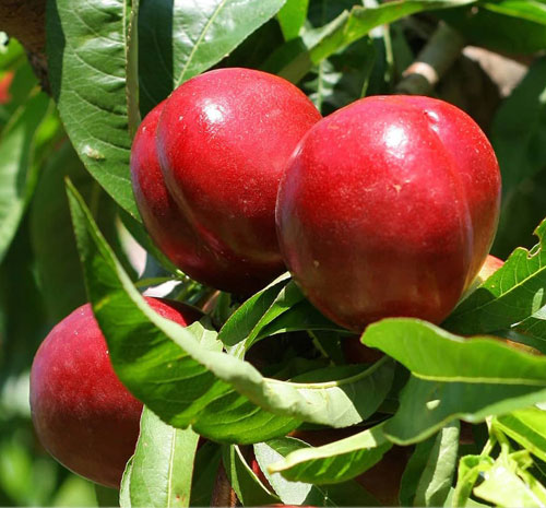 نهال شلیل مغان