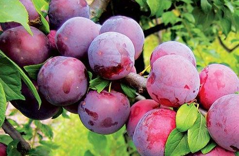 نهال آلو کالیفرنیا