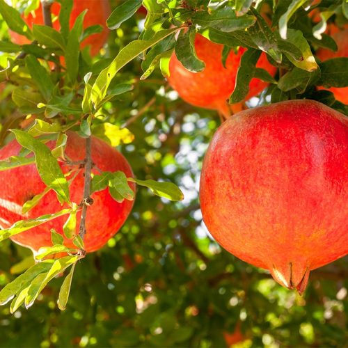 نهال انار بیدانه ژله ای