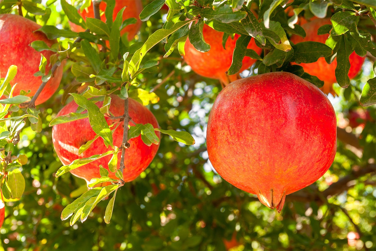 نهال انار بیدانه ژله ای