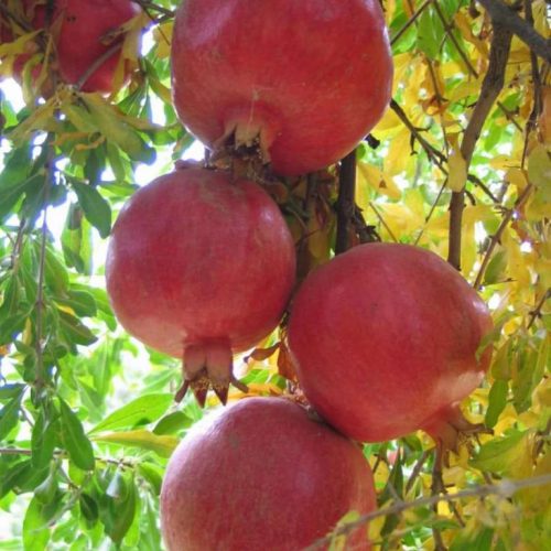 نهال انار ساوه