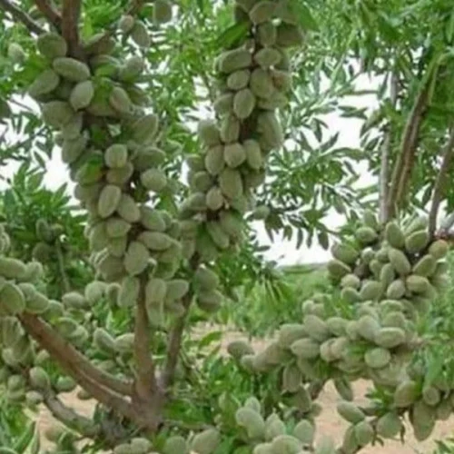 نهال بادام فرانیس