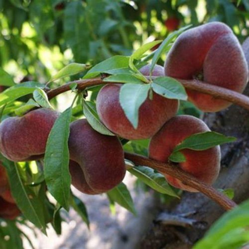 نهال هلو انجیری خونی