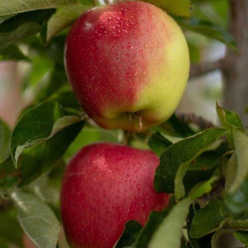 نهال سیب دو رنگ فرانسه