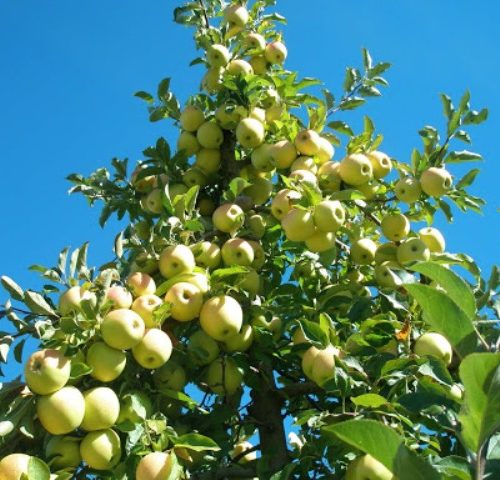 نهال سیب زرد قندی