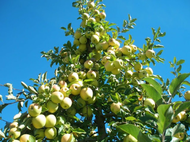 نهال سیب زرد قندی