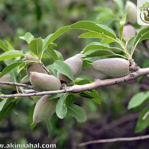 نهال بادام سفید سنگی