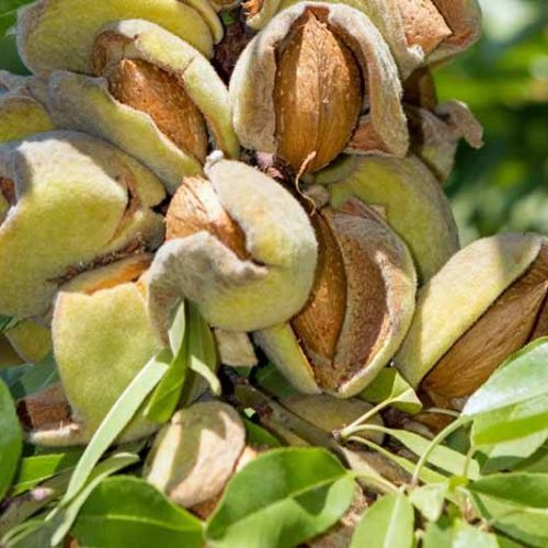 نهال بادام نان پاریل