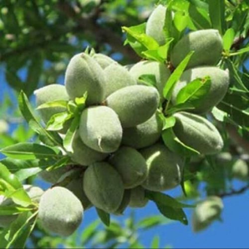 نهال بادام اسکندر