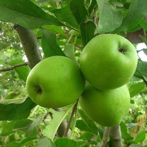 نهال سیب سبز گران اسمیت